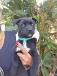 Cachorro raça SRD  idade 2 a 6 meses nome Bento