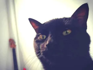 Gato raça Desconhecida idade 1 ano nome Pipoca