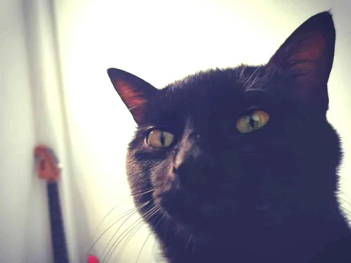 Gato ra a Desconhecida idade 1 ano nome Pipoca
