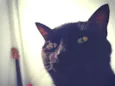 Pipoca