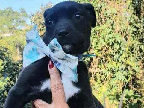 Cachorro raça SRD  idade 2 a 6 meses nome Bento
