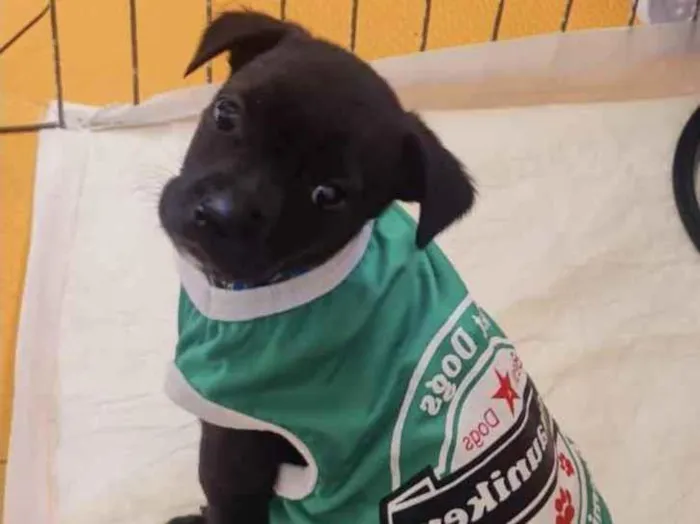 Cachorro raça SRD  idade 2 a 6 meses nome Bento