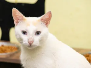 Gato raça SRD-ViraLata idade 1 ano nome Álvaro 