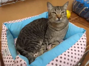 Gato raça SRD-ViraLata idade 5 anos nome Odin
