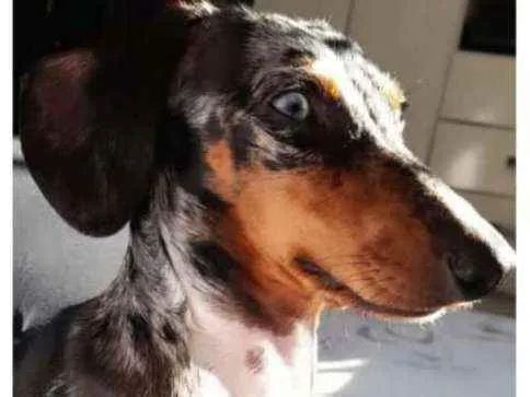 Cachorro ra a Linguicinha  idade 1 ano nome Tobias