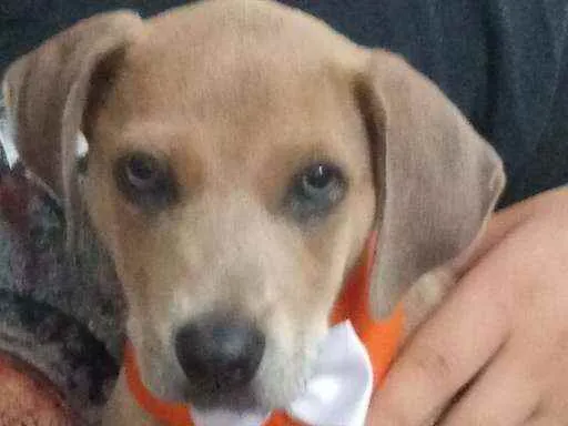 Cachorro ra a Vira lata idade 2 a 6 meses nome Apolo