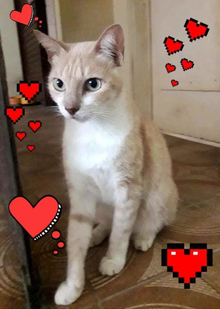 Gato ra a SRD idade 3 anos nome  × GATO CASTRADO × 