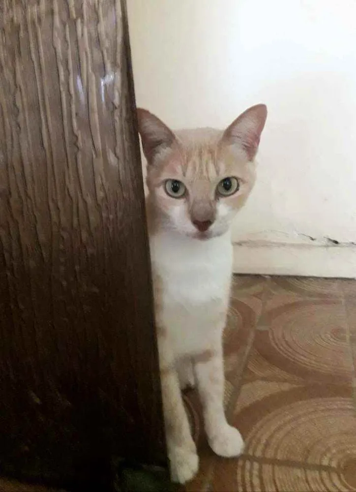 Gato ra a SRD idade 3 anos nome  × GATO CASTRADO × 
