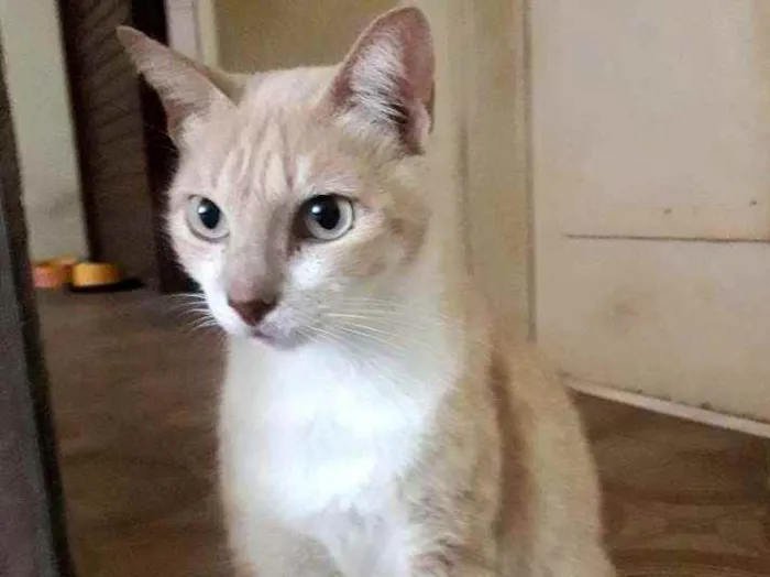 Gato ra a SRD idade 3 anos nome  × GATO CASTRADO × 