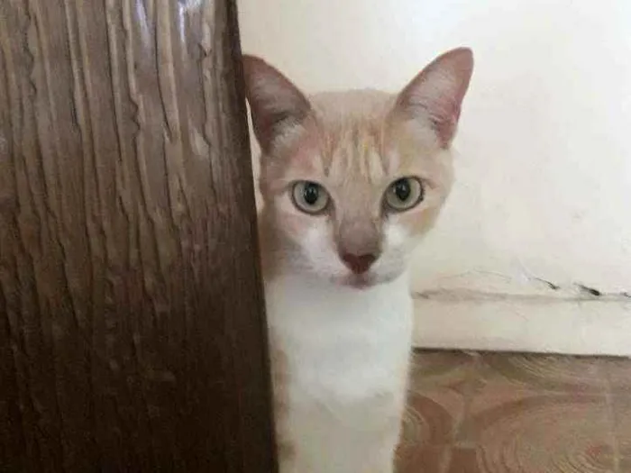 Gato ra a SRD idade 3 anos nome  × GATO CASTRADO × 