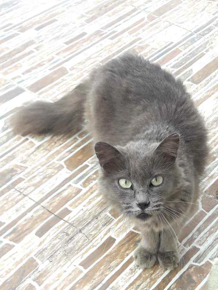 Gato ra a SRD idade 3 anos nome  × GATA CASTRADA × 