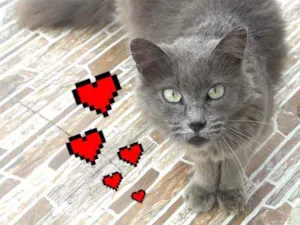 Gato raça SRD idade 3 anos nome  × GATA CASTRADA × 