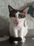 × GATO CASTRADO ×