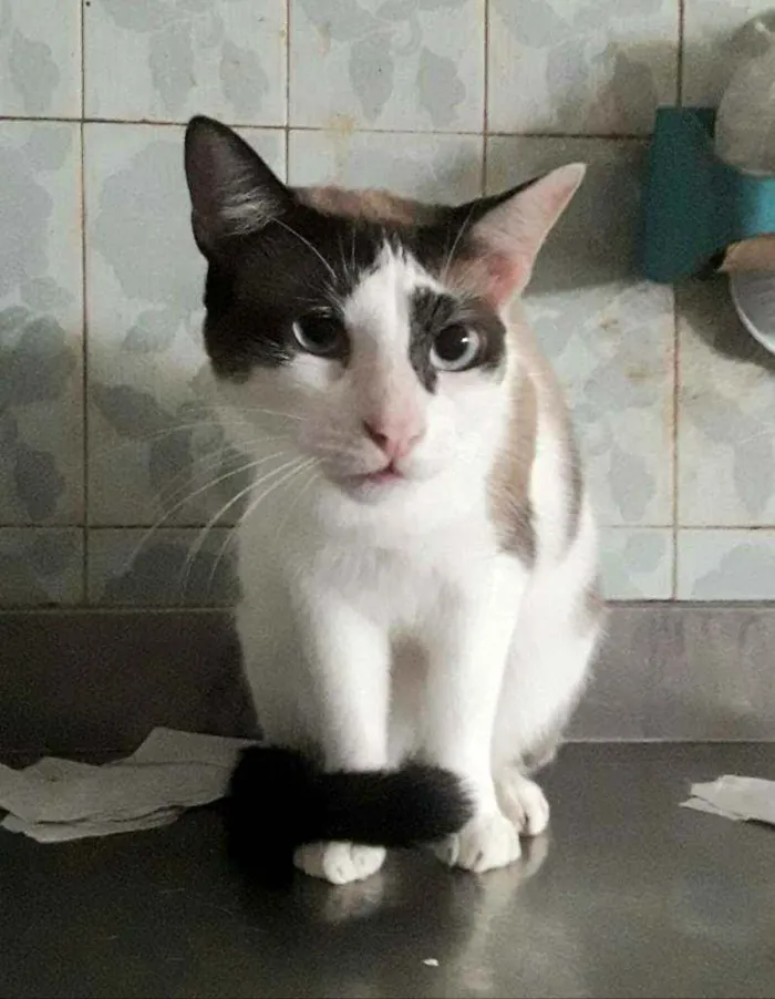 Gato ra a SRD idade 3 anos nome × GATO CASTRADO ×