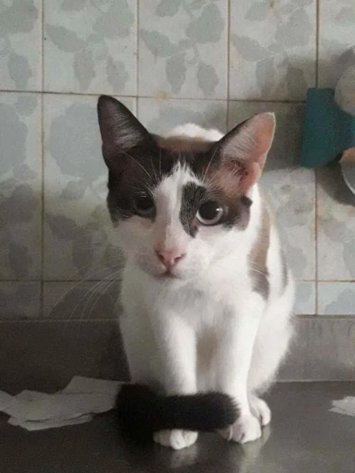 Gato ra a SRD idade 3 anos nome × GATO CASTRADO ×