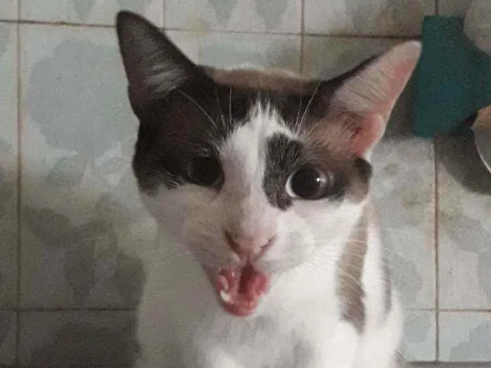 Gato ra a SRD idade 3 anos nome × GATO CASTRADO ×