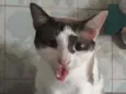 × GATO CASTRADO ×