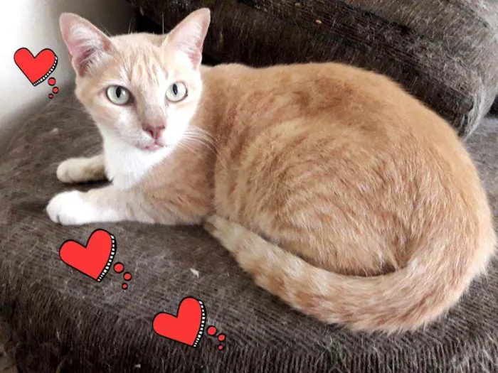 Gato ra a SRD idade 3 anos nome × GATO CASTRADO × 