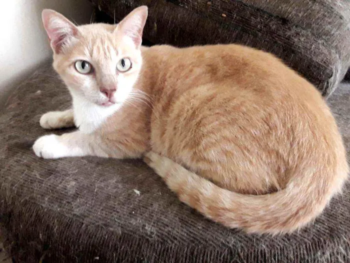 Gato ra a SRD idade 3 anos nome × GATO CASTRADO × 