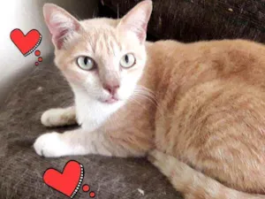 Gato raça SRD idade 3 anos nome × GATO CASTRADO × 