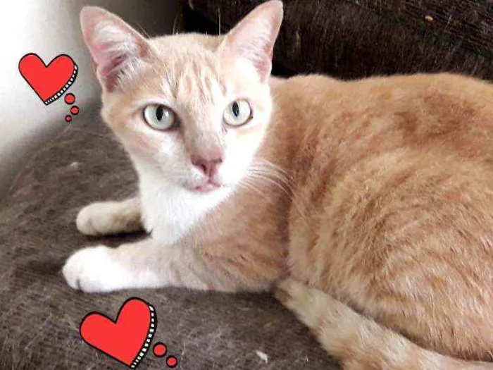 Gato ra a SRD idade 3 anos nome × GATO CASTRADO × 