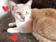 × GATO CASTRADO ×