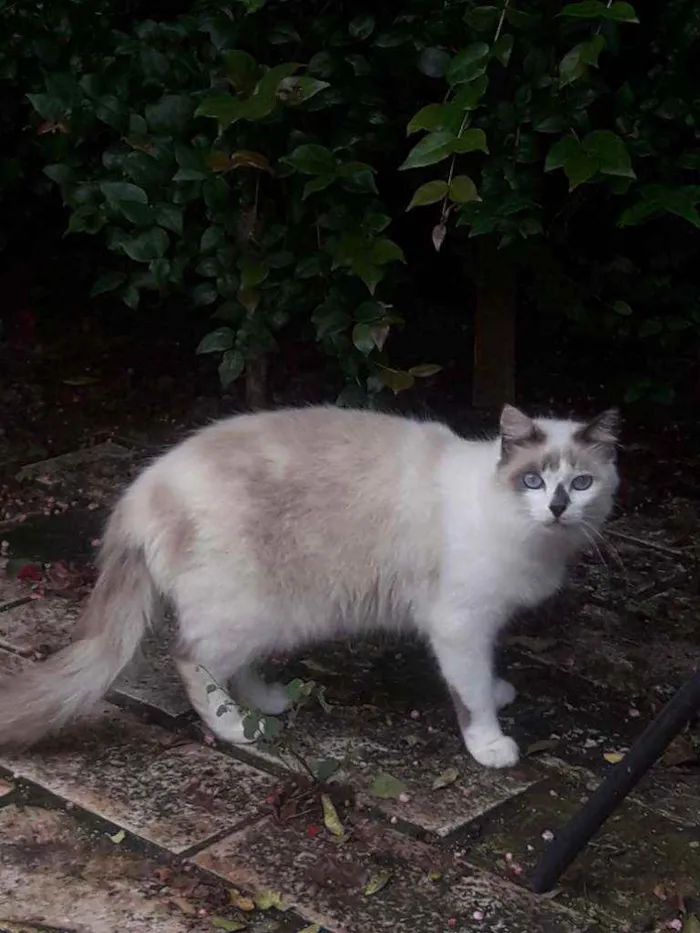 Gato ra a SRD idade 2 anos nome × GATO CASTRADO × 