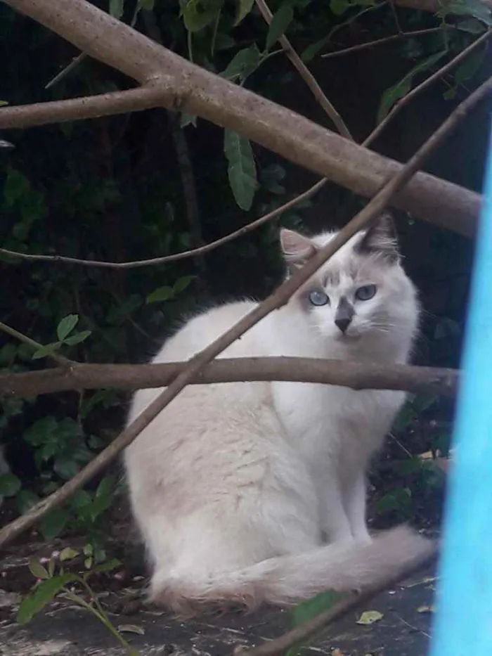 Gato ra a SRD idade 2 anos nome × GATO CASTRADO × 