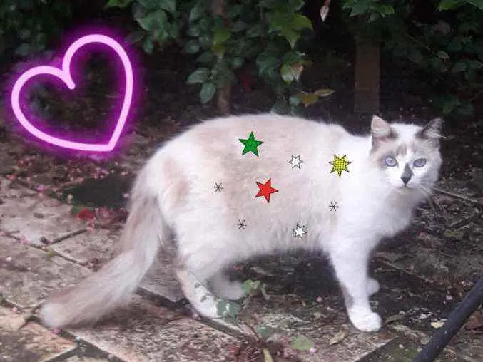 Gato ra a SRD idade 2 anos nome × GATO CASTRADO × 