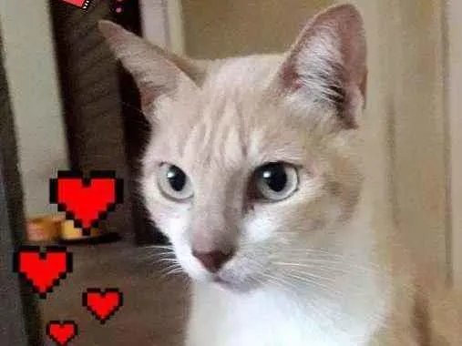 Gato ra a SRD idade 3 anos nome  × GATO CASTRADO × 