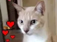 × GATO CASTRADO ×
