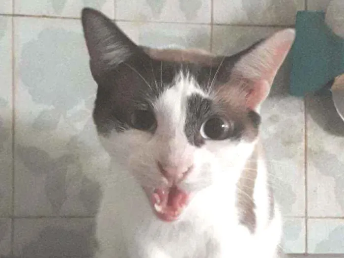 Gato ra a SRD idade 3 anos nome × GATO CASTRADO ×