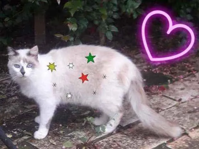 Gato ra a SRD idade 2 anos nome × GATO CASTRADO × 