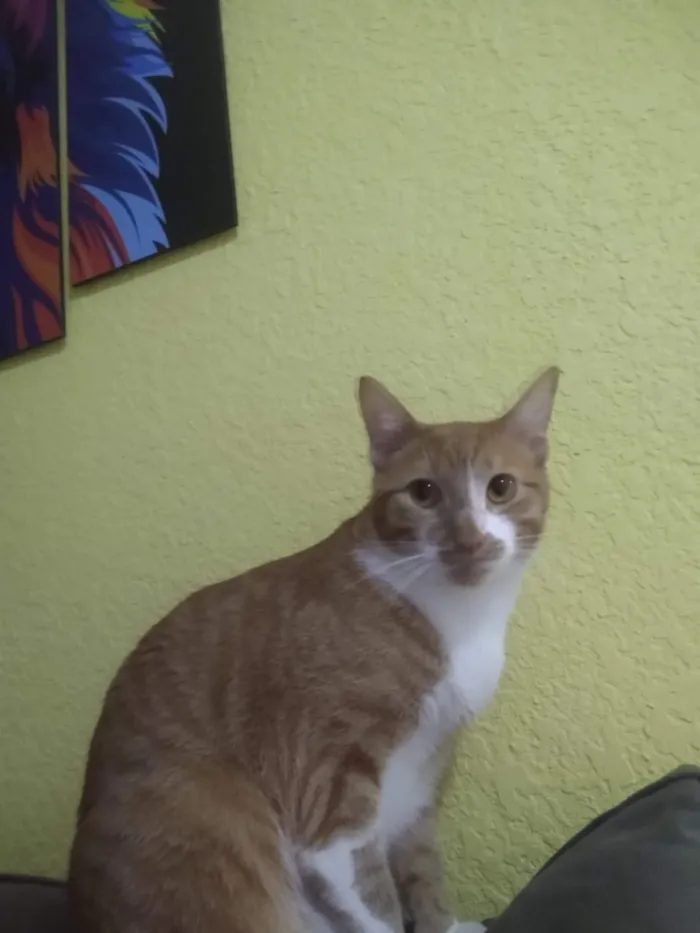 Gato ra a Sem raça idade 2 anos nome Juliano