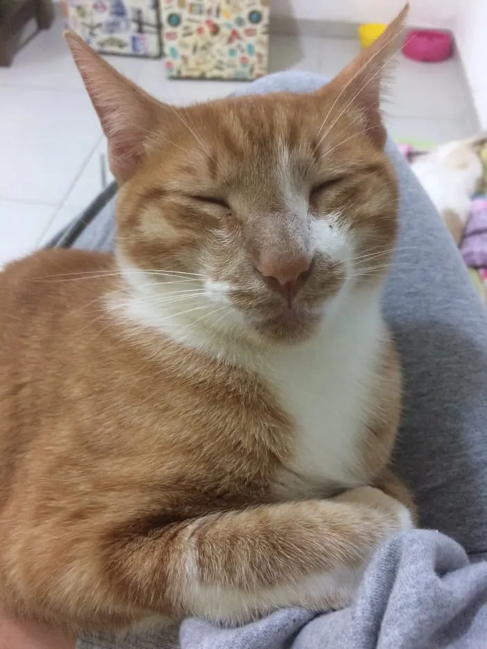Gato ra a Sem raça idade 2 anos nome Juliano
