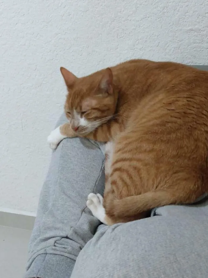 Gato ra a Sem raça idade 2 anos nome Juliano