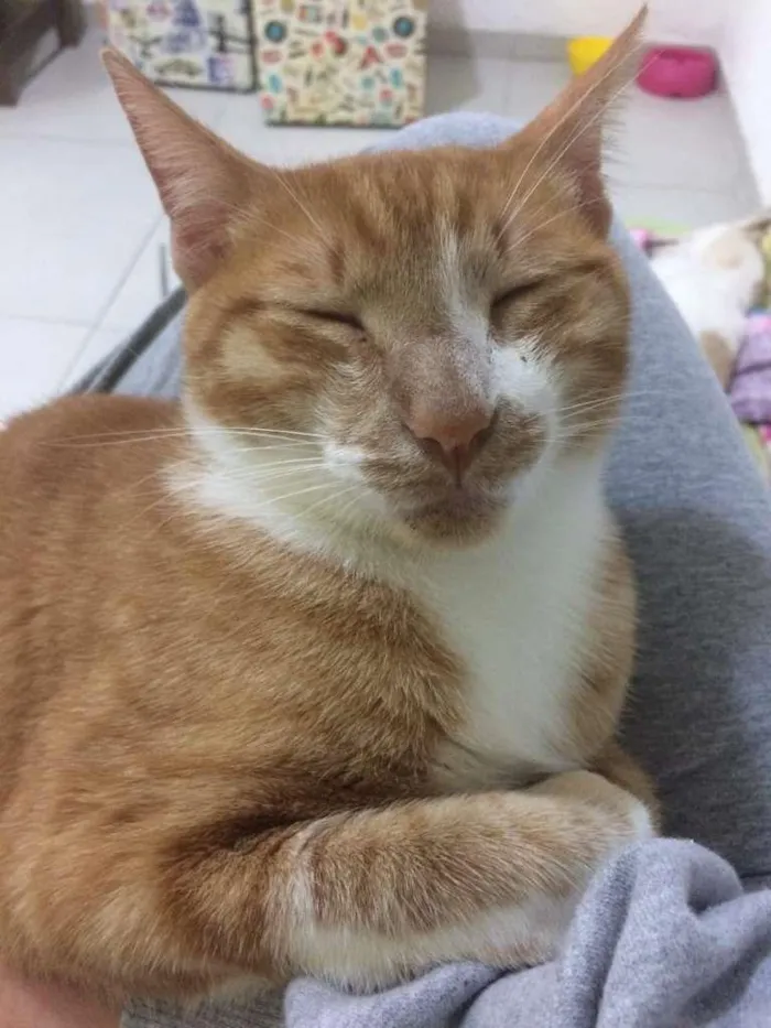 Gato ra a Sem raça idade 2 anos nome Juliano
