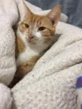 Juliano