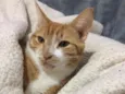 Juliano