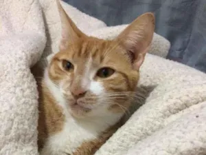 Gato raça Sem raça idade 2 anos nome Juliano