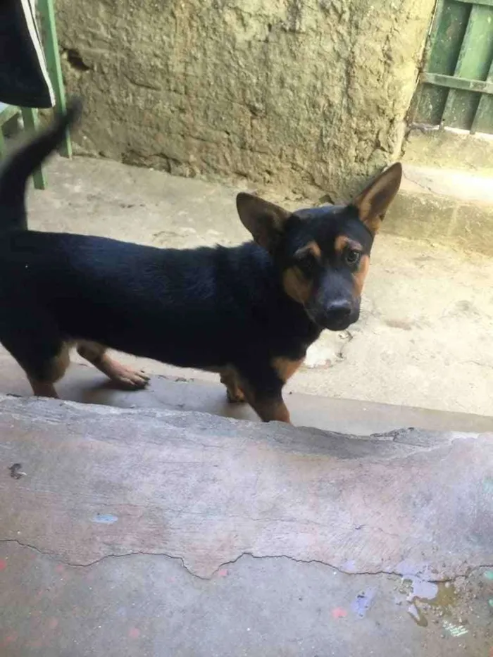 Cachorro raça Mertiço  idade 7 a 11 meses nome Jojo,Tina,tigre,etc
