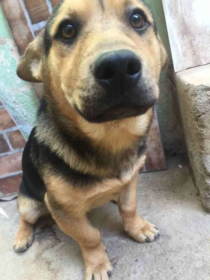 Cachorro raça Mertiço  idade 7 a 11 meses nome Jojo,Tina,tigre,etc