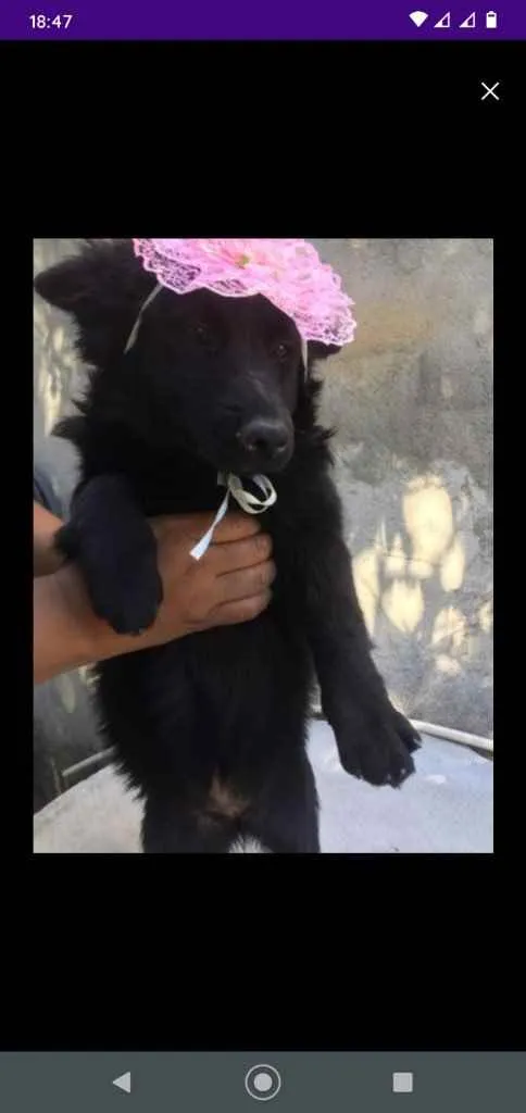 Cachorro raça Mertiço  idade 7 a 11 meses nome Jojo,Tina,tigre,etc