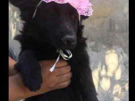 Cachorro raça Mertiço  idade 7 a 11 meses nome Jojo,Tina,tigre,etc