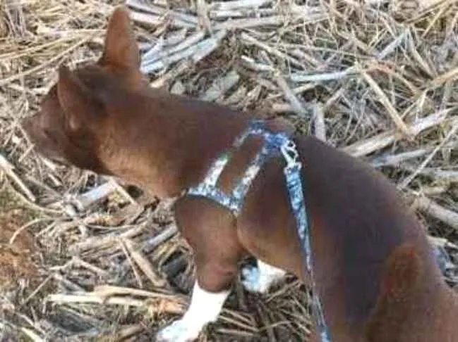 Cachorro ra a SRD-ViraLata idade 7 a 11 meses nome Luke