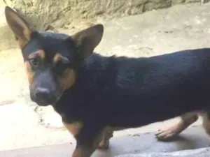 Cachorro raça Mertiço  idade 7 a 11 meses nome Jojo,Tina,tigre,etc