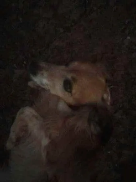 Cachorro ra a Vira lata idade 5 anos nome Lilica 