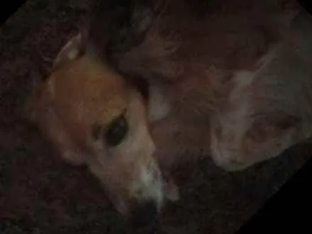 Cachorro ra a Vira lata idade 5 anos nome Lilica 