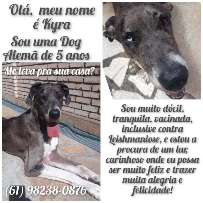 Cachorro ra a Dog Alemão  idade 5 anos nome Kyra