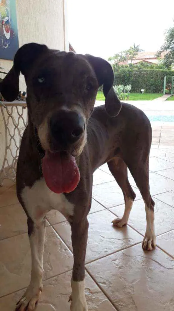 Cachorro ra a Dog Alemão  idade 5 anos nome Kyra